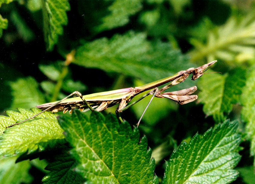 empusa pennata